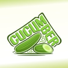 Vector illustration on the theme of cucumber