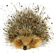 hedgehog illustration with splash watercolor textured background