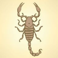 Sketch horrible scorpion in vintage style