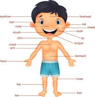 Cartoon Boy Vocabulary part of body