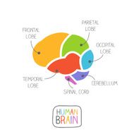 Human Brain Section Illustration