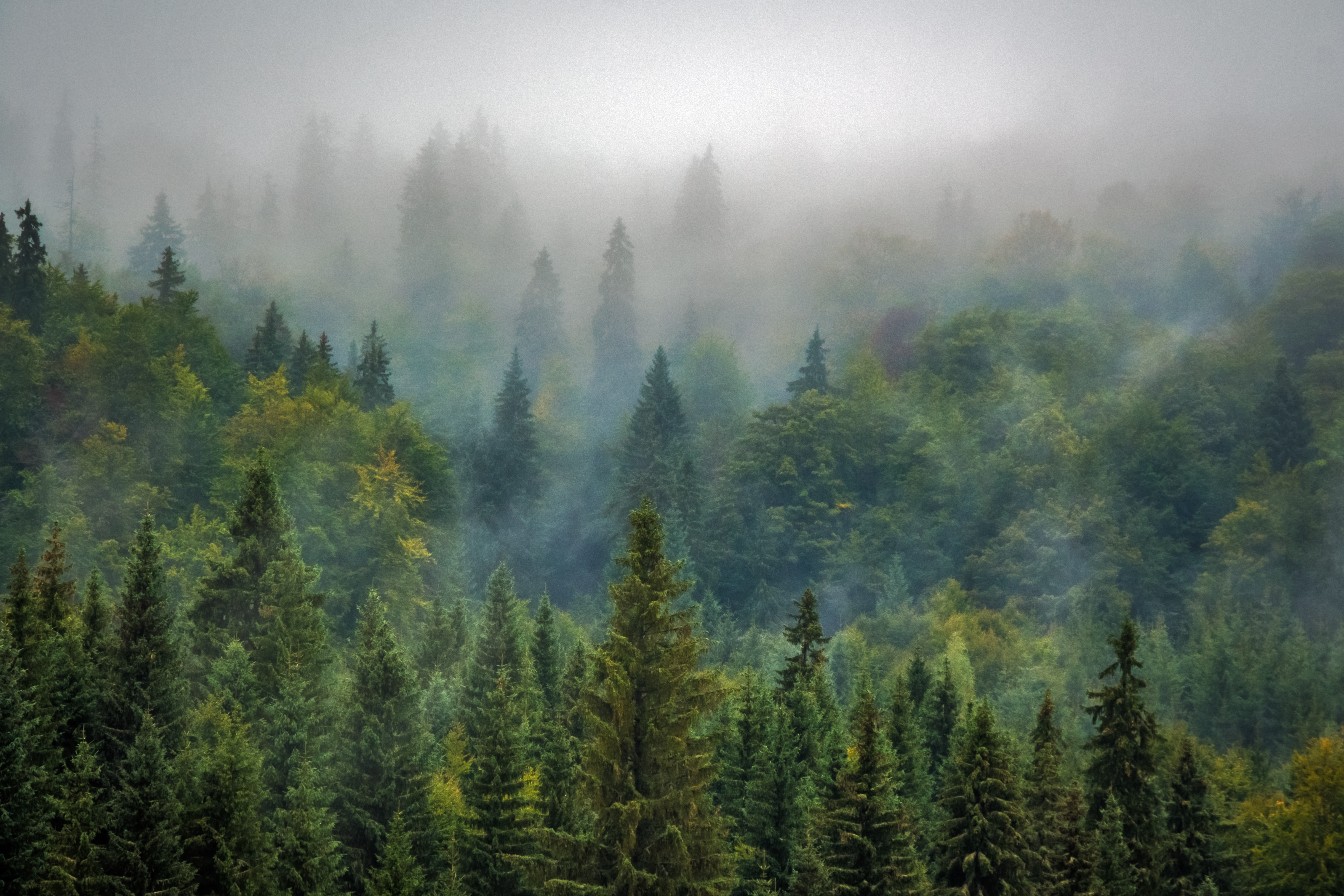 Top view of the pine forest in the fog free image