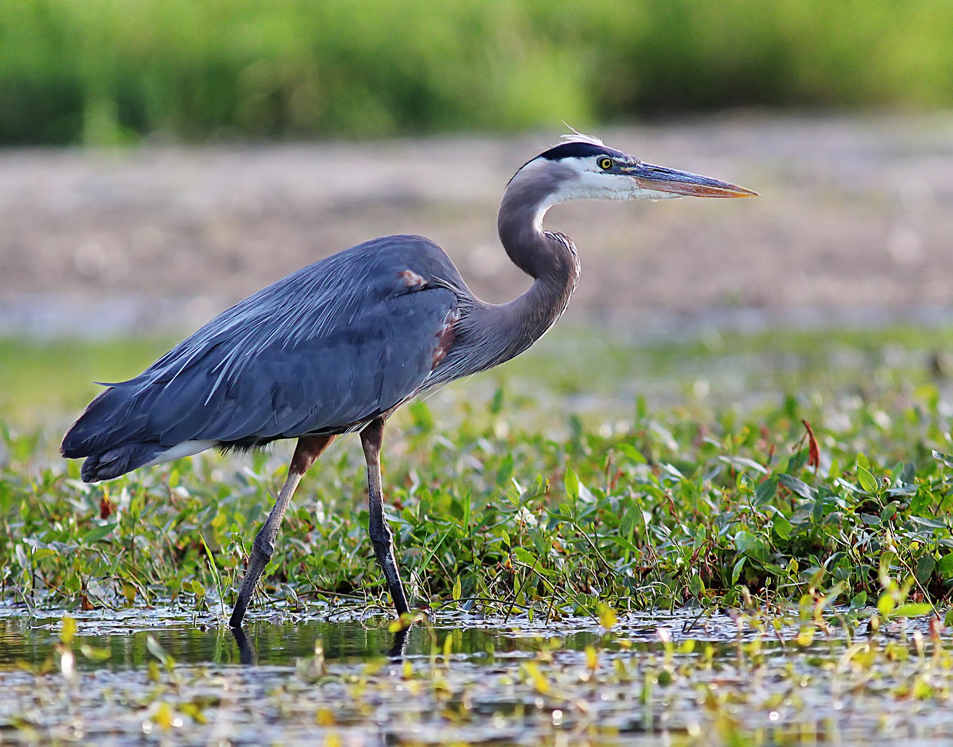 Blue heron in pond free image download