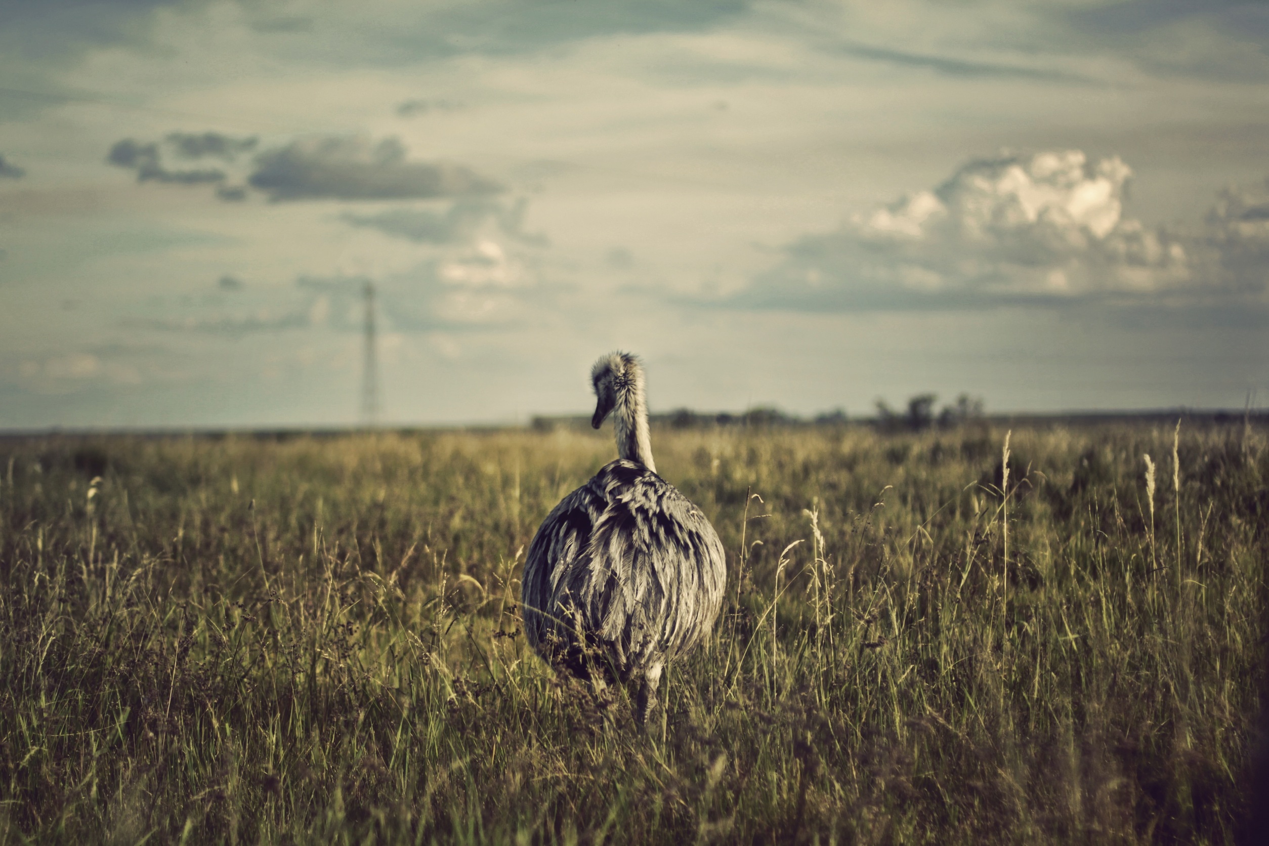 Wonderful ostrich bird image.