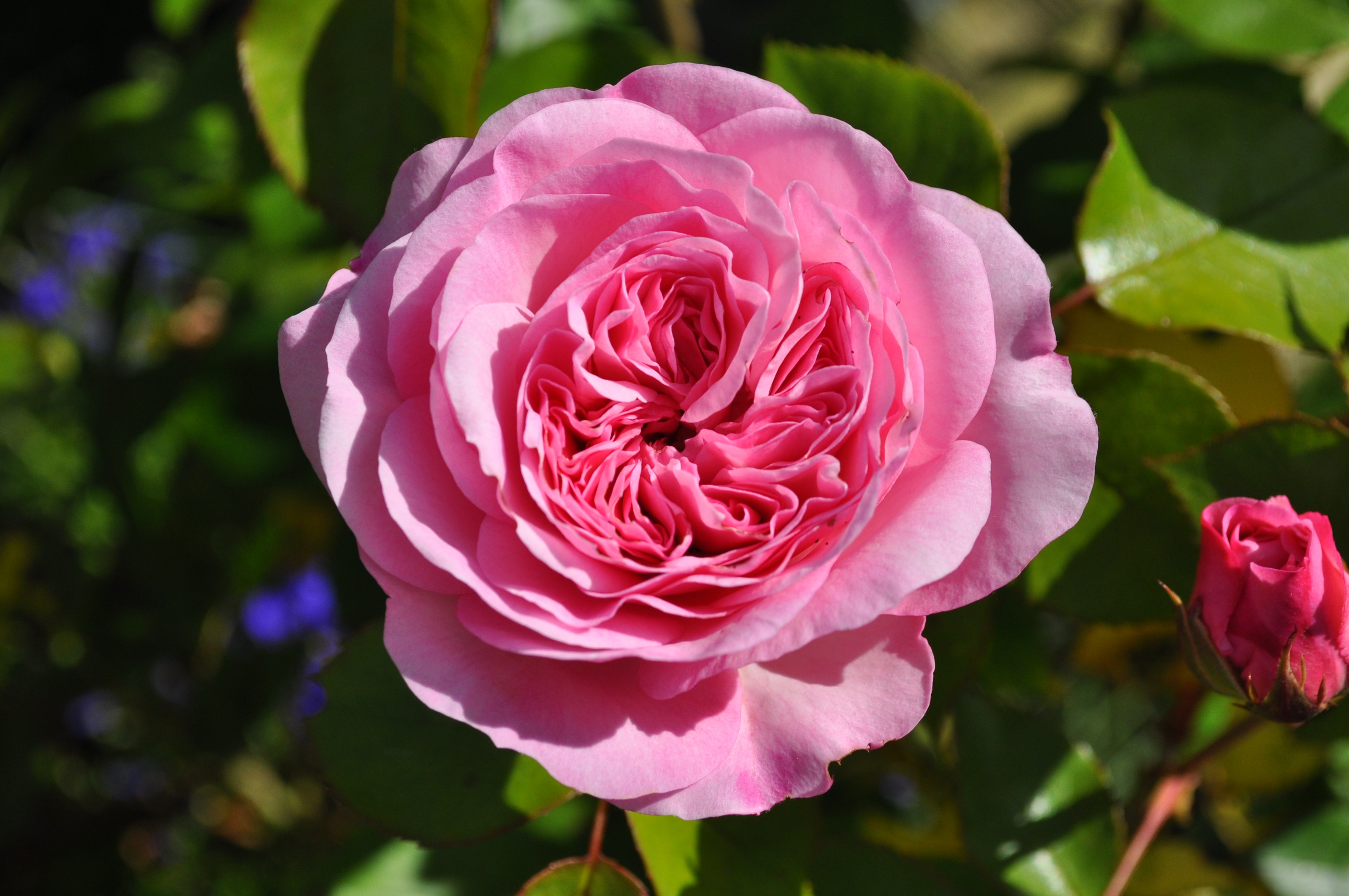 Full rose flower free image download