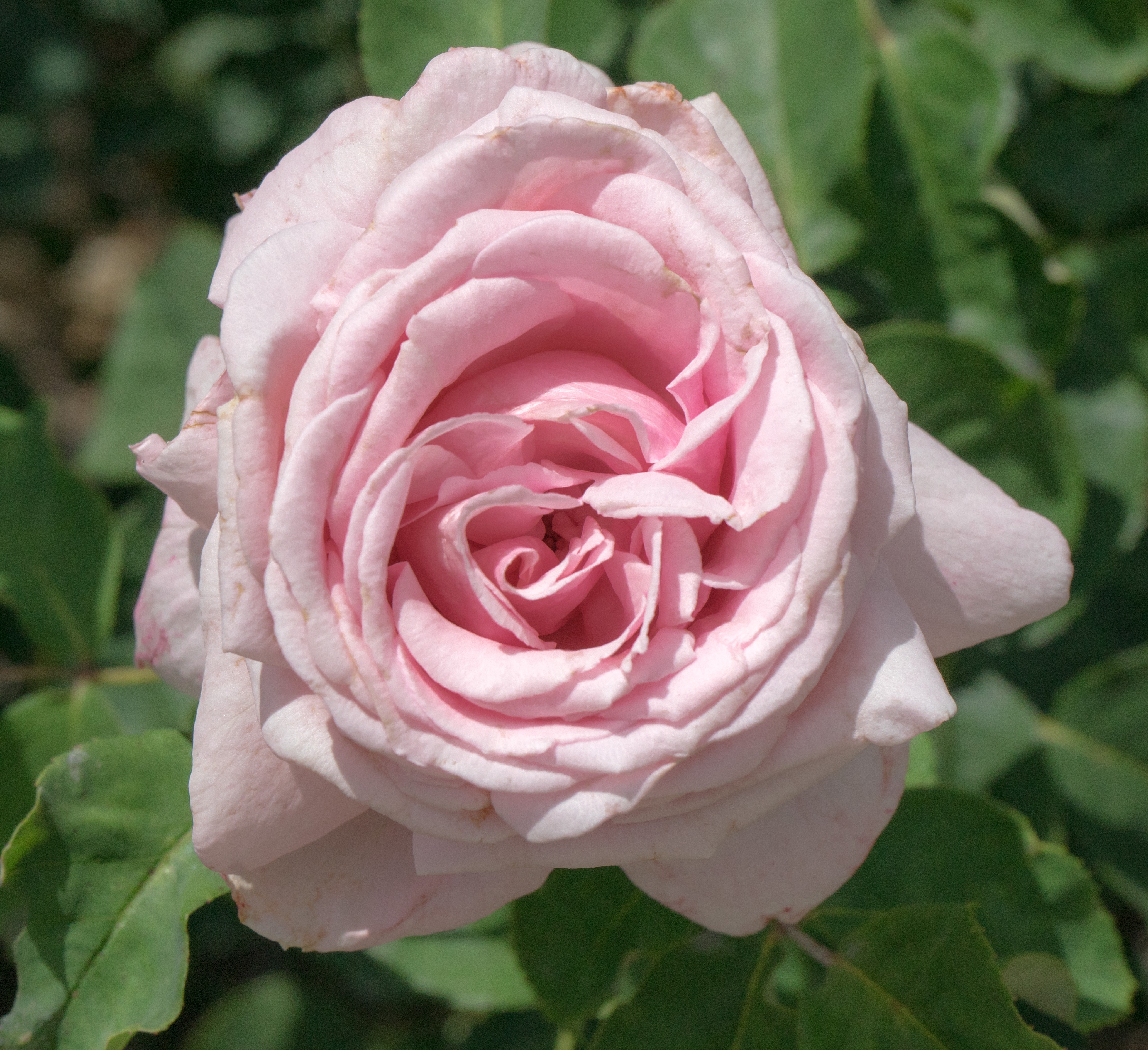 Роза Пьеро флорибунда