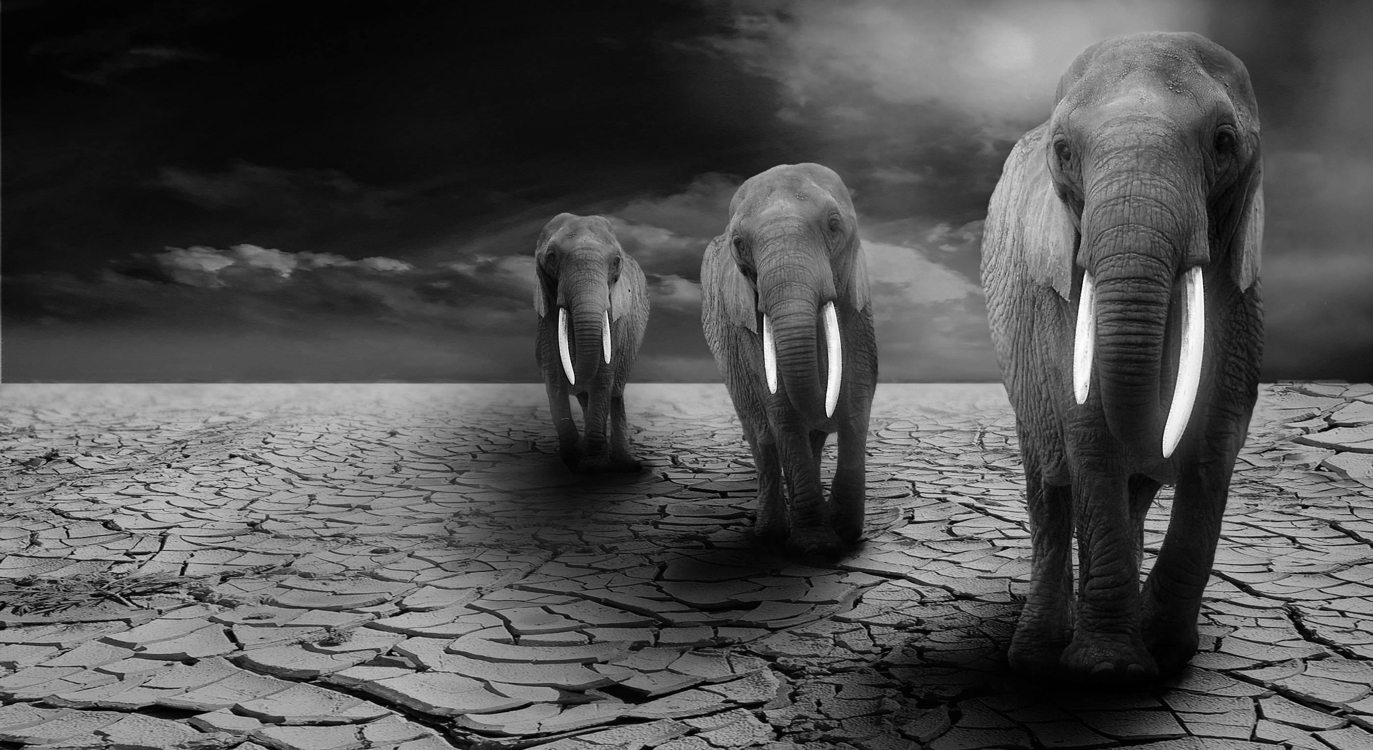 Elephants walk on dry ground black and white poster image.