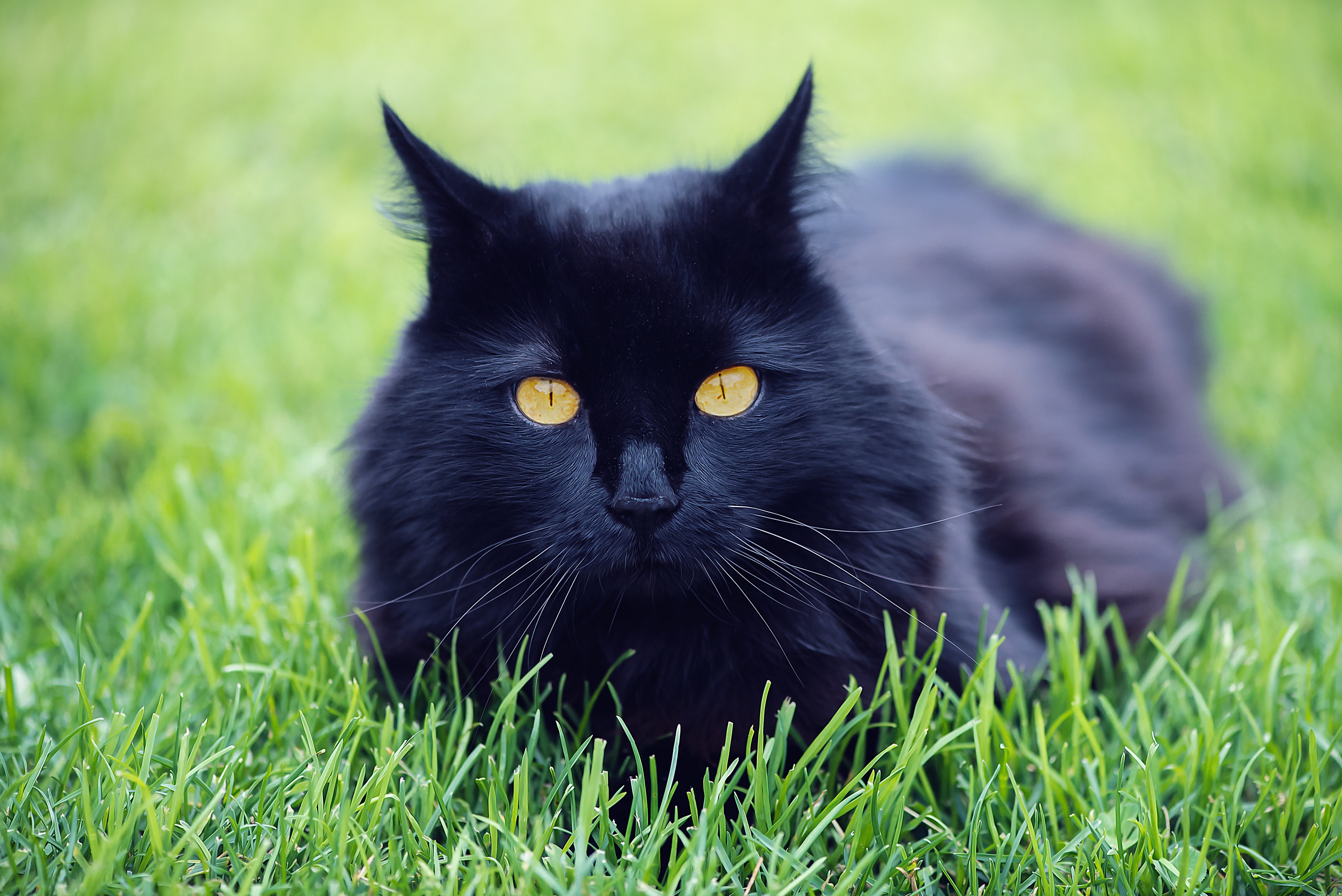 Black Cat In Green Grass Free Image Download