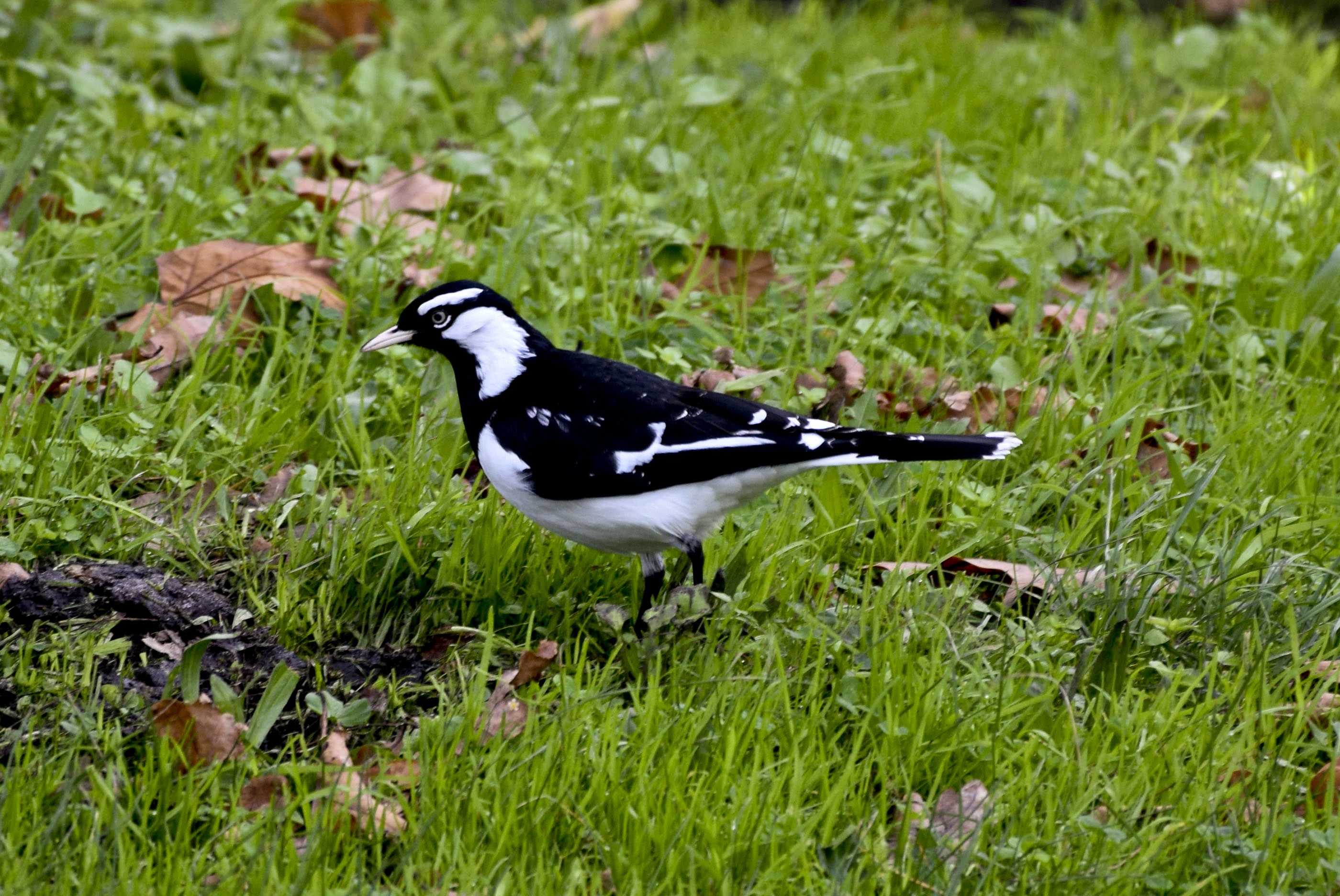 Beautiful black and white bird in Australia free image download