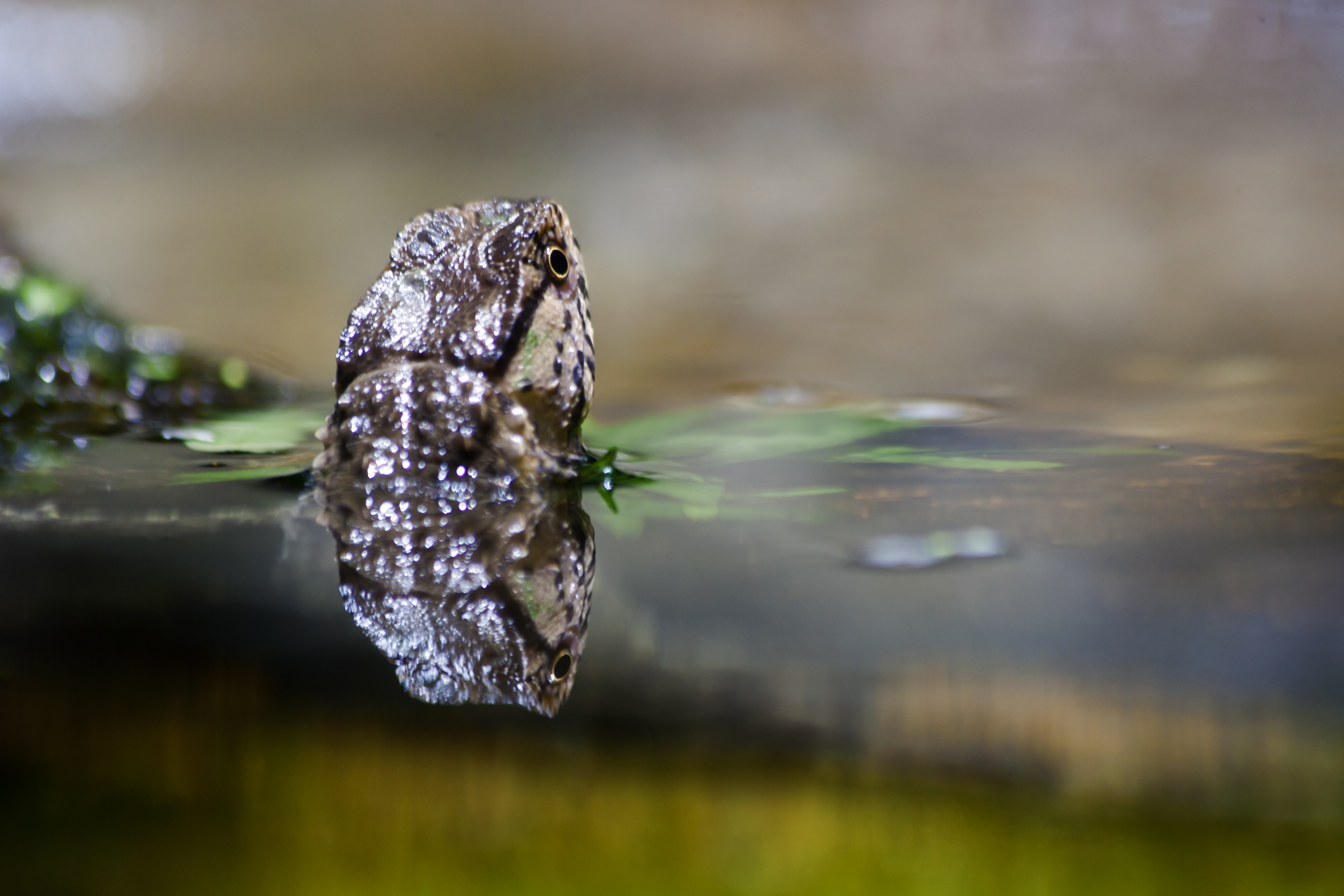 Gecko swims in the water close-up on blurred background free image download