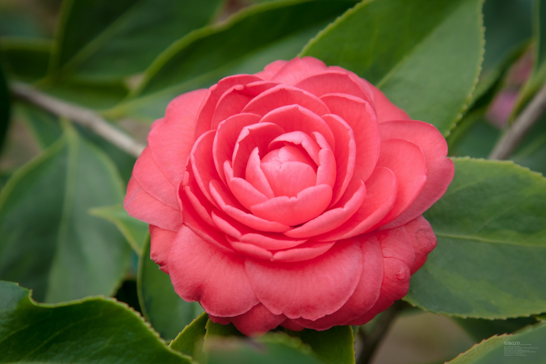 Китайская роза Камелия