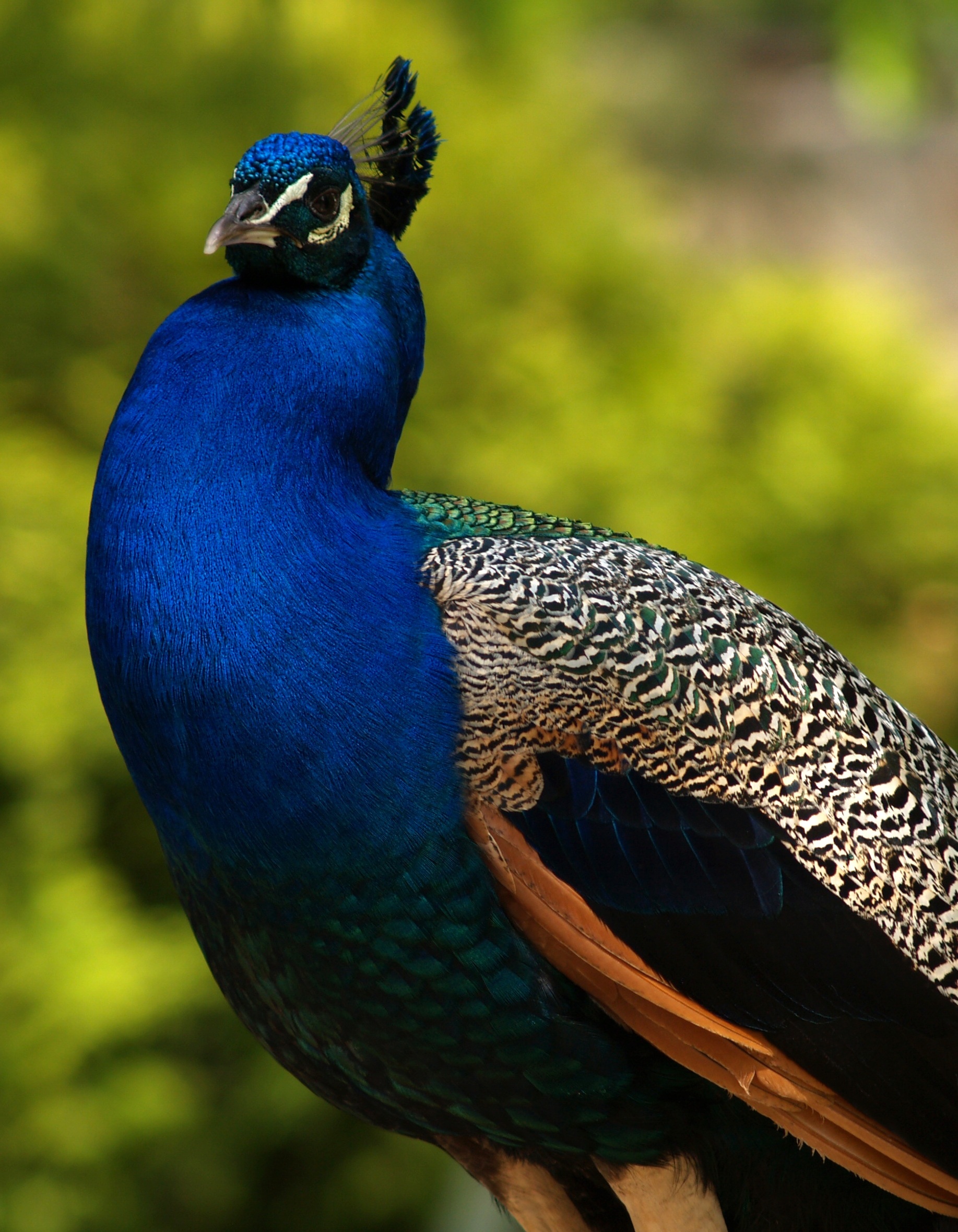 Peacock in nature free image download