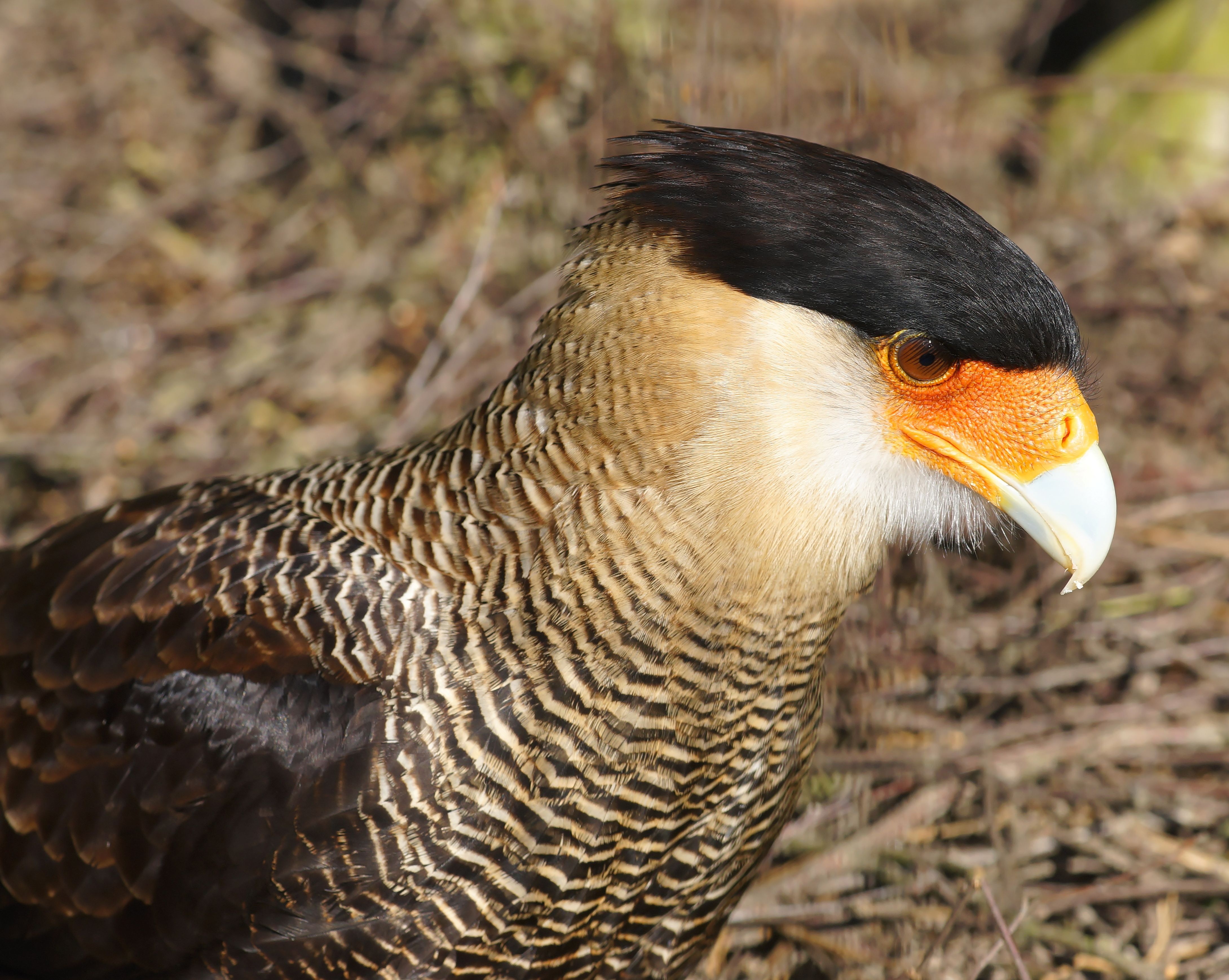 Portrait of the beautiful black and orange chicken free image download