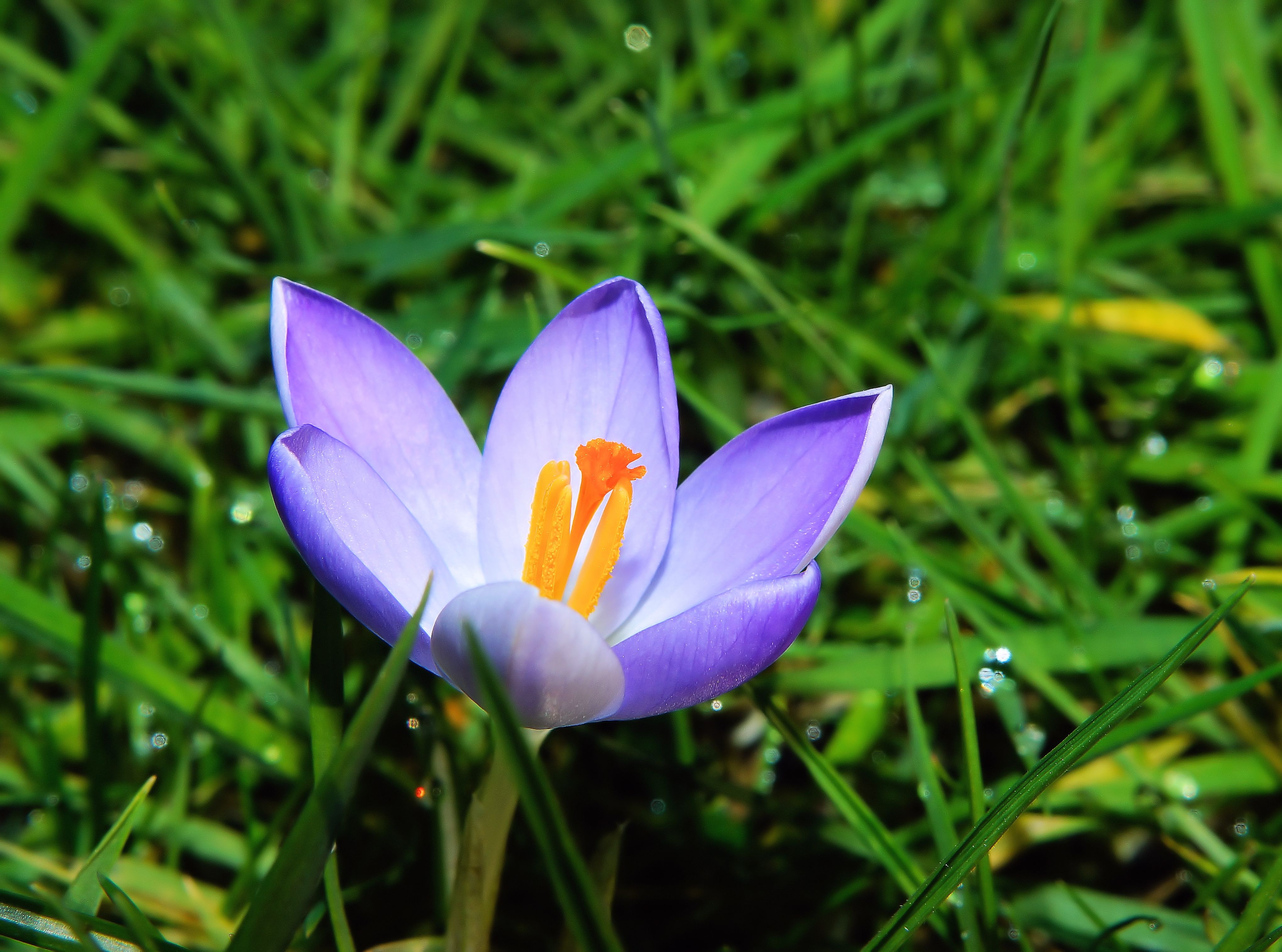 Small crocus on bright green grass free image download