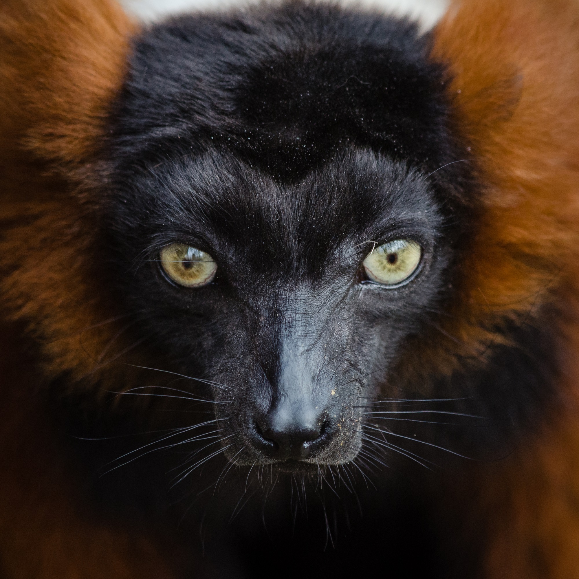 Photo of the wild black and orange lemur free image download