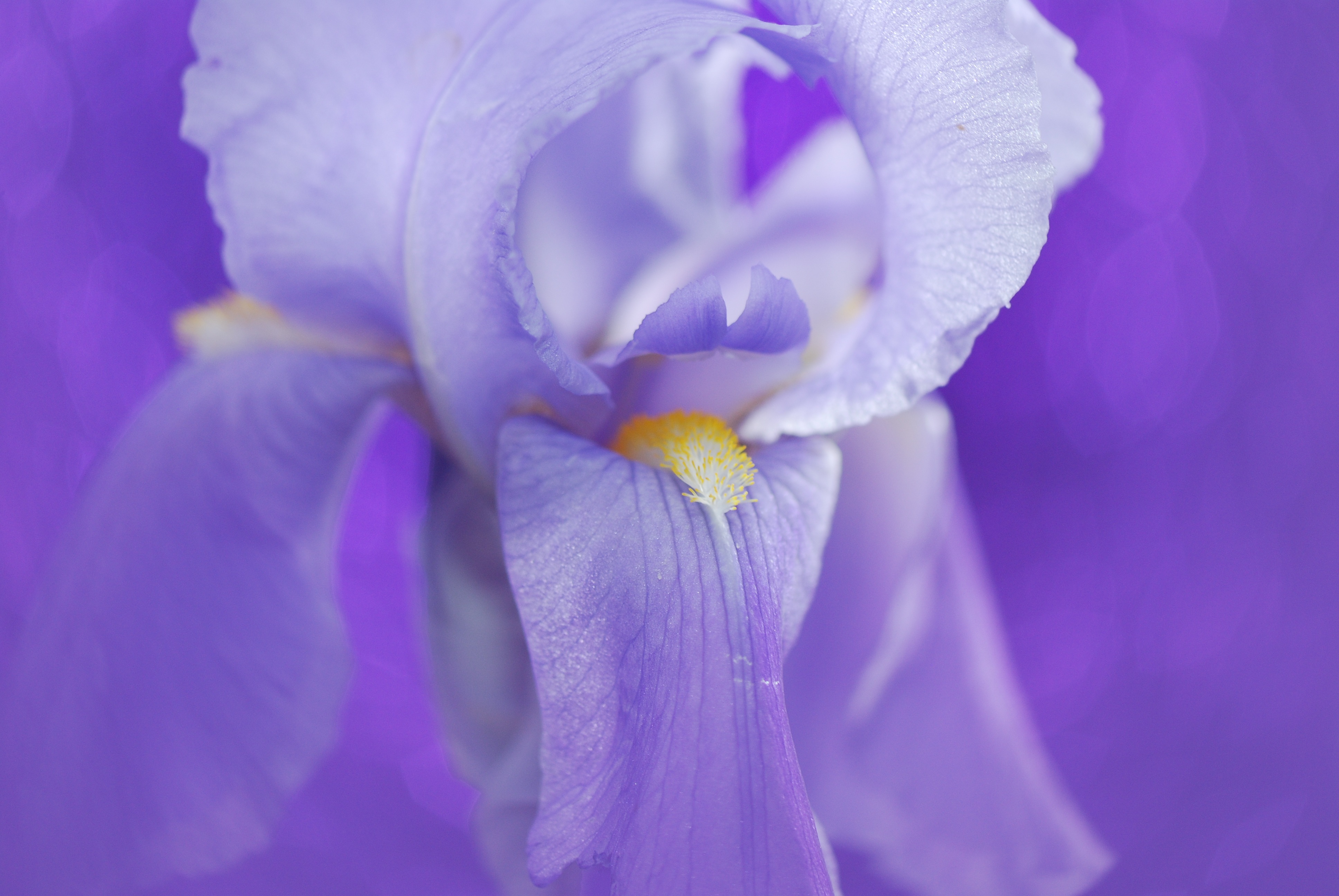 Iris uhd graphics. Ирис Бедфорд Лилак. Нежные ирисы. Нежный Ирис. Нежные цветы ирисы.