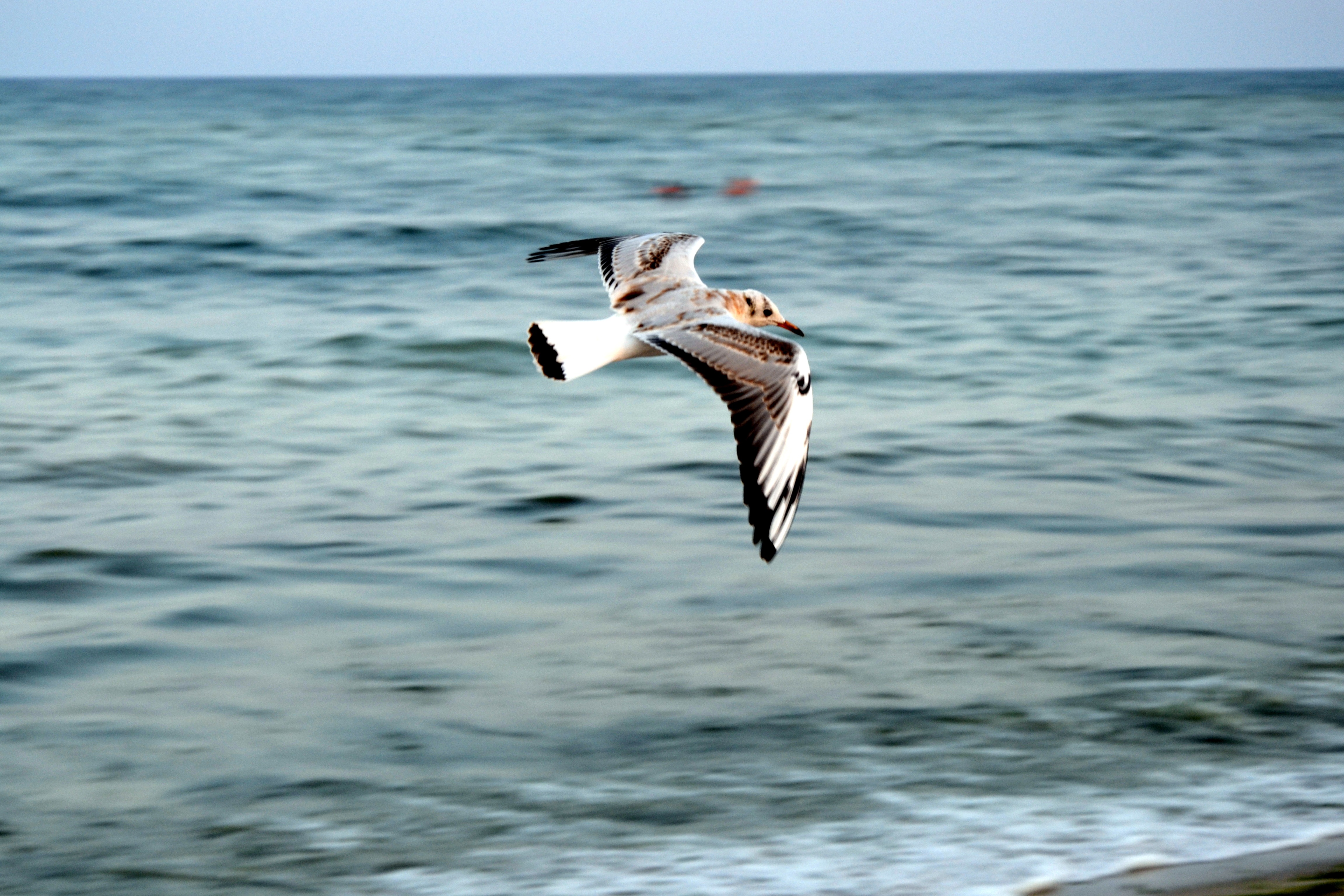 Птица у моря белая с чёрными крыльями