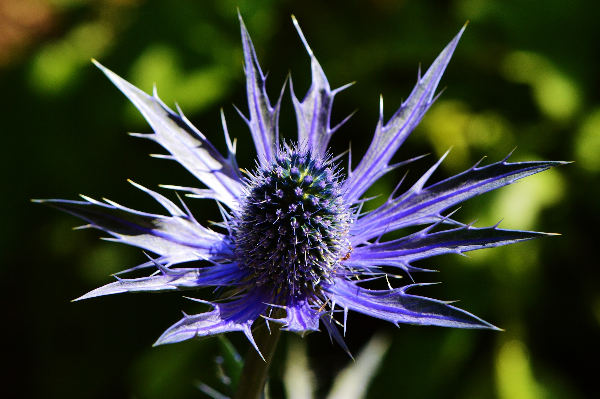 Фото чертополоха. Чертополох цветок. Чертополох (Thistle). Чертополох (цвет) Чертополоховые. Чертополох фиолетовый.