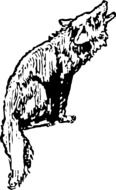 coyote as a drawing