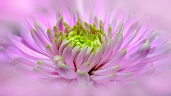 macro photo of a purple dahlia flower