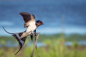 wildlife flight