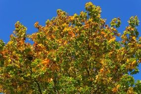 colourful maple trees in autumn