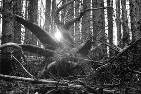 Black and white photo of forest trees with sunlight