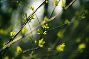 small fresh spring leaves on a branch