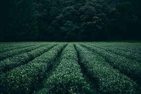 tea plantation