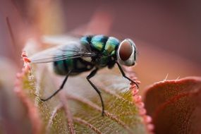 a fly on a red leaf