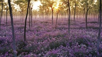 field of purple flowers in the forest