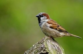 wonderful sparrow