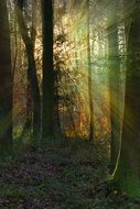 sunbeam in the background of the forest landscape