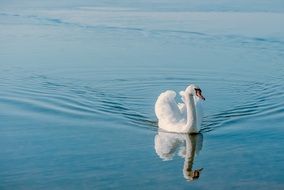 snow white swan floating on the water