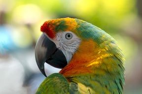 parrot with bright plumage close up