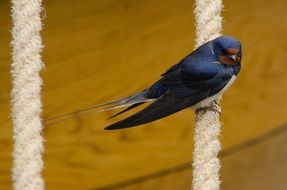 Beautiful and colorful swallow sits on the clothesline