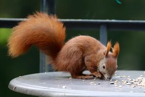 fluffy squirrel is foraging