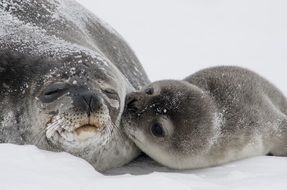 Photo of cute seal family