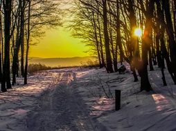 Forest path between the trees at sunset in winter