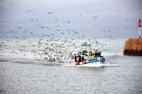 A flock of seagulls near the colorful fishing boat on the water