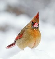 female cardinal bird on snow