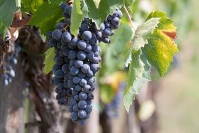 blue grapes on a vine close up on a sunny day