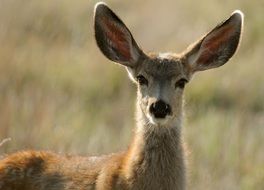 female deer wildlife portrait