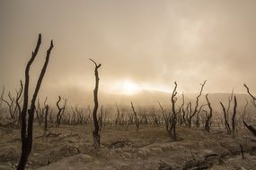 dead trees in desert mist scenery