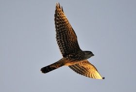 incredible beauty merlin falcon