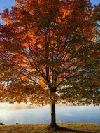Colorful foliage on a beautiful tree near the water against a lake in the park in autumn