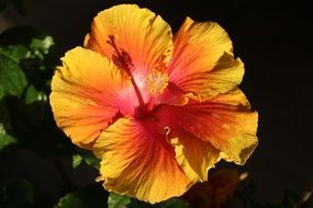 pink yellow hawaiian flower close-up