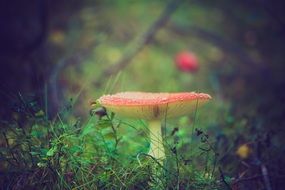 fly agaric mushroom red poisonous toxic forest