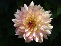 incredible beauty dahlia flower