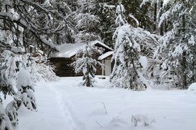 hut in a snowy forest